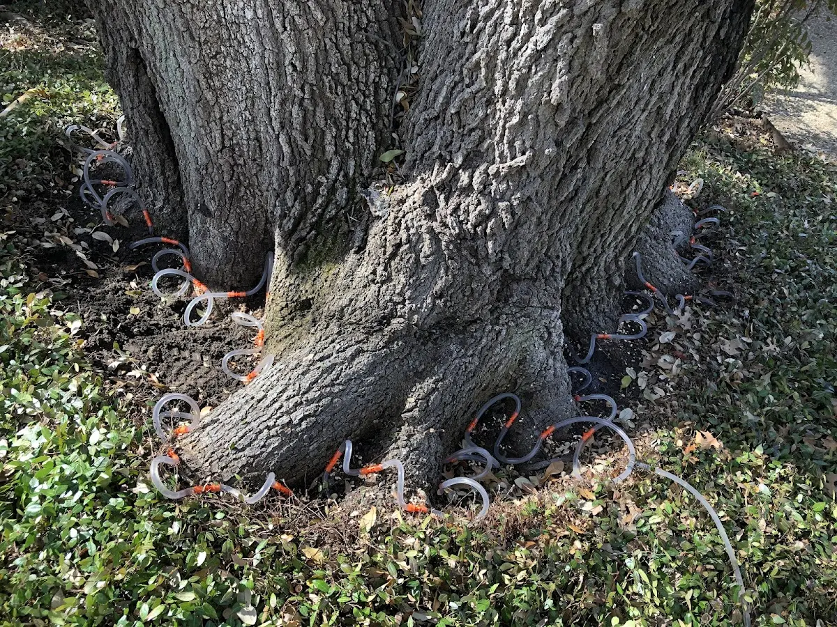 Detailed Tree Cabling and Bracing job site in Almont