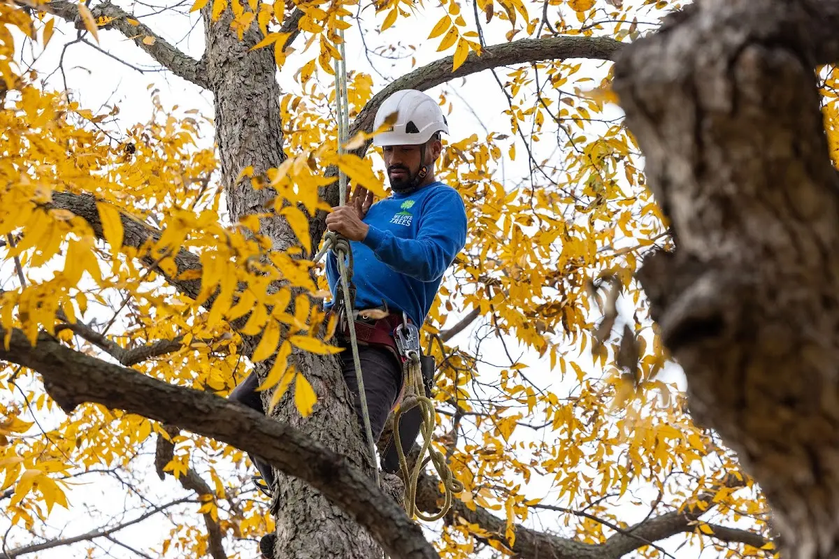 Skilled Storm Damage Cleanup crew working in Almont