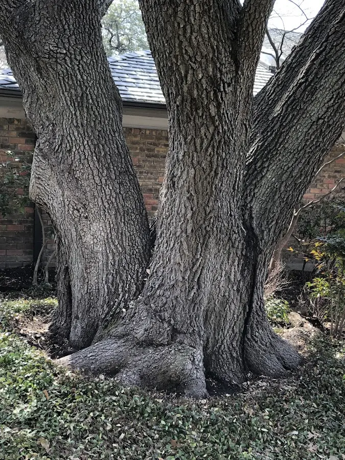 Mature heritage tree close to a Almont property cared for by certified arborists
